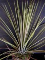 /album/fotogaleria-rod-agave/agave-stricta-striata-jpg/